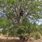 Sierra Tree
