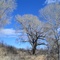 Mammoth Grove Cotton Wood