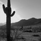 Ahwatukee Cactus