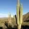 Saguaro on Go John Trail, CCRA