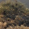 sonoran desert brush in the sunrise #02 _ scottsdale, arizona _ may 29, 2008 _ (© 2008 megart)