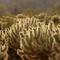 jumping cholla sunset_#03 _ scottsdale, arizona _ apr 13, 2009 _ (© 2009 megart)