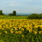 Sunflowers near Easton, NY