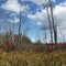 Marsh
