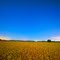 Soy fields at night