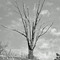 DEAD TREE RISING IN BLACK AND WHITE