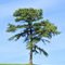 Solo Tree near Branson, Missouri