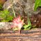 Indian Paintbrush