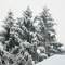 snow pine-trees