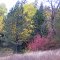 Fall Colors