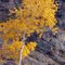 Aspen in Fall
