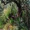 Undergrowth at Quintana Bird Sanctuary