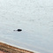 South Taxas NPP. Crocodile.
