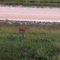 South Taxas NPP. Deer.