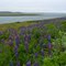 Before Vopnafjördur