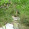 another creek