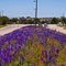 Renner Road, Murphy, TX, USA