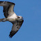 Osprey flying Over beach