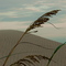 Sea Oats