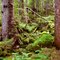 Old-Growth Forests at Baranof Lake