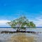 Mangrove