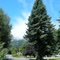 A nice Coast Redwood (probably landscaping) along the Chetco River - July 2011