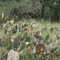Pedernales Point, trail run