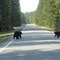 Bears on the road, better slow down