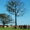 Cows and Trees in Ilha Solteira