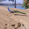 Pavão na Areia