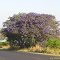 Frutal - Jacarandá mimoso