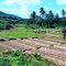 Lettuce Field - Antonio Goncalves, Bahia, Brazil