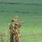 Pé na estrada