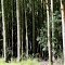 Eucalyptus plantation - National Forest of Ipanema, Iperó, Brasil