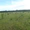 Pasto