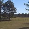 East Texas woods