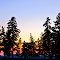 Pine Horizon
