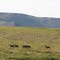 Caribou at Poker Creek