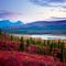TUNDRA AT THE SUSITNA RIVER, ALASKA