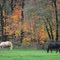 grazing