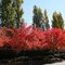 Fall Along El Dorado Hills Blvd