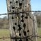 Woodpecker's Cupboard
