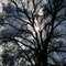Shadow of Your Oak