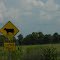 The cattle have spraypaint.