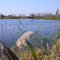 Banner Marsh