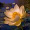 Lotus blossom at Banner Marsh