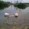 swans