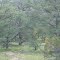 Owner Financing Available on this Beautiful, Irresistible 13.92 Acre Parcel at Starfire Ranch, Lot 63