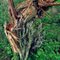 Goodenow Grove Tree