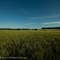 Fields near Deer Park, WA
